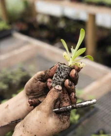 Greenify Improving Image 3